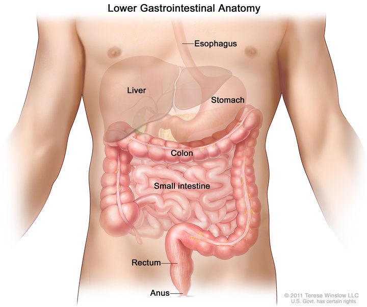 The drawing shows the anatomy of the gastrointestinal (digestive) system. In includes the esophagus, liver, stomach, colon, small intestine, rectum and anus.