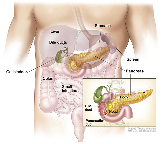The drawing shows the pancreas, stomach, spleen, liver, bile ducts, gallbladder, small intestine and colon. An inset shows the head, body and tail of the pancreas. The bile duct and pancreatic duct are also shown.